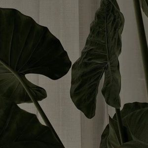 Meet your Posher, Kensley